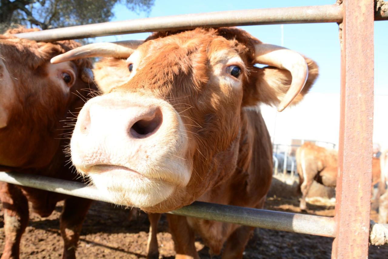 Masseria Rifisa Agriresort Caprarica di Lecce Dış mekan fotoğraf