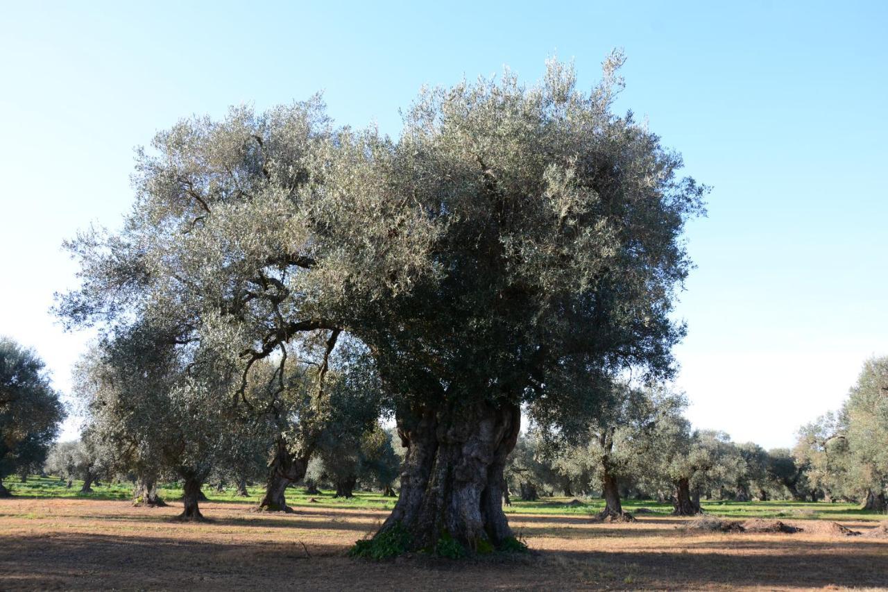 Masseria Rifisa Agriresort Caprarica di Lecce Dış mekan fotoğraf